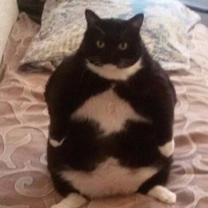 Meet your Posher, Joe